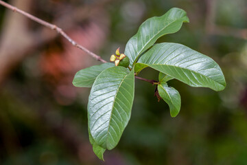 A green guava growing on the tree. Guava or Goiaba is a tropical fruit. Psidium guajava. It is not yet ripe to eat. Guava leaf.