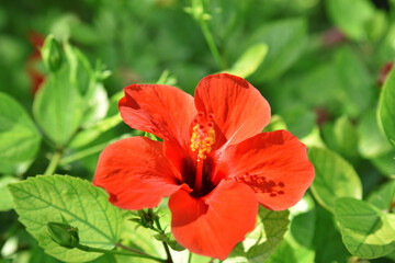 red flower on a green background 
