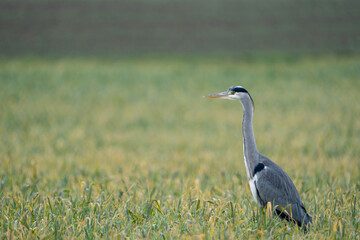 Heron on a field during a rainy day