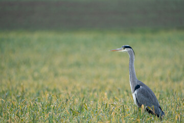 Heron on a field during a rainy day