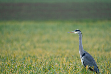 Heron on a field during a rainy day
