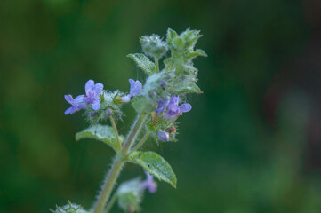 flowers in the forest