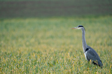 Heron on a field during a rainy day