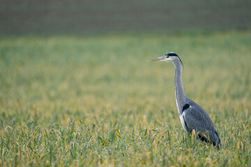 Heron on a field during a rainy day