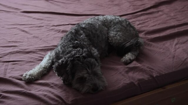 A cockapoo dog on a bed
