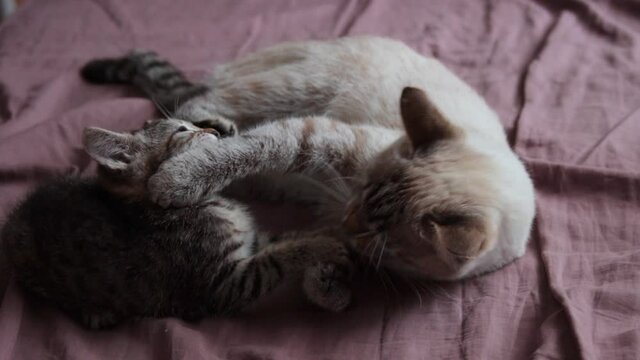 A mother cat playing with her kitten