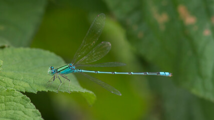 Damselfly on the leaf with nature background macro closeup