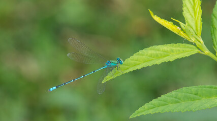 Damselfly on the leaf with nature background macro closeup