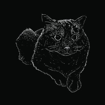 cat hand drawing vector illustration isolated on black background