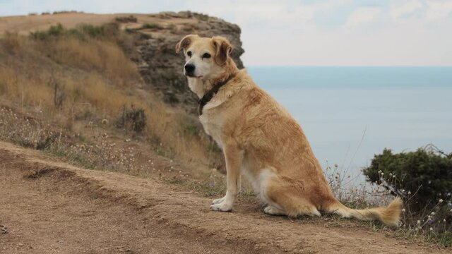 A dog on cape Fiolent in Crimea 