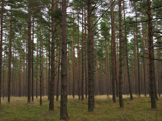 Obraz premium Beautiful natural bright background and texture, wild dense pine forest, atmospheric fairy forest, Latvia