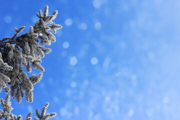 Weihnachtlicher Hintergrund Tannenzweige mit Schneeflocken gegen den blauen Himmel
