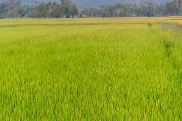 Obraz na płótnie Canvas Rice Field of Farmer in Thailand. Rice field.