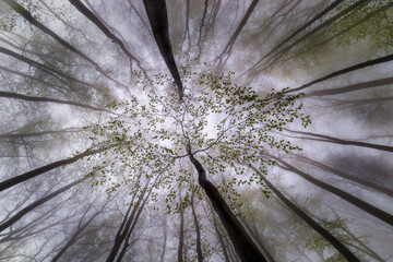 Springtime trees crown