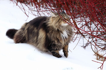 Eine Norwegische Waldkatze riecht im Winter im Schnee neugierig an einem Zweig 