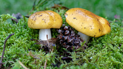 Close up of a yellow swamp russula mushroom between pine needles and grass