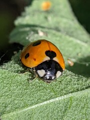 Coccinelle avec un point noir en forme de cœur naturel