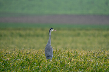 Heron on a field during a rainy day