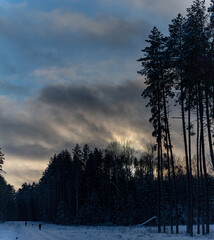 coniferous forest with tall pine trees in Latvia wintertime, snow covered pathway with silhouettes of people. gray clouds on blue sky