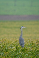 Heron on a field during a rainy day