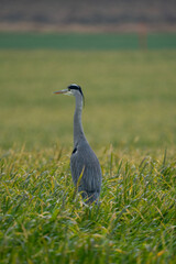 Heron on a field during a rainy day