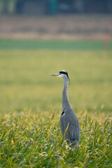 Heron on a field during a rainy day