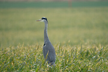 Heron on a field during a rainy day