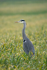 Heron on a field during a rainy day