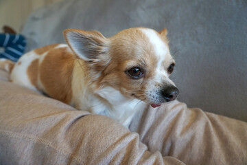 A small chiwawa dog in the arms of its owner.