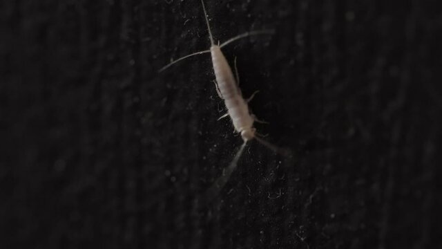 Closeup shot of a silverfish
