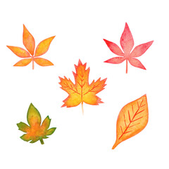 Bright red-orange beautiful autumn leaves of maple, poplar trees. Hand drawn watercolor illustration isolated on white background.
