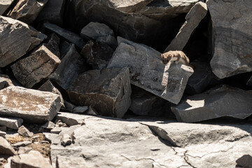Ermine Crouches Down as it Peers Over Rock
