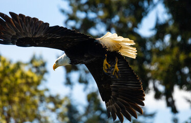 Bald eagle just after takeoff