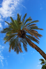 Fototapeta na wymiar Date palm tree against the blue sky.