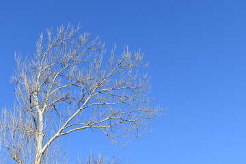 Sycamore Tree Under a Blue Sky