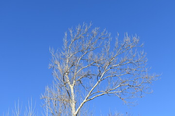 Sycamore Tree Under a Blue Sky