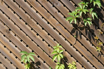 Obraz premium Foliage of wild grapes on an antique wooden background with space to copy. The wooden wall of the old village fence. High quality photo