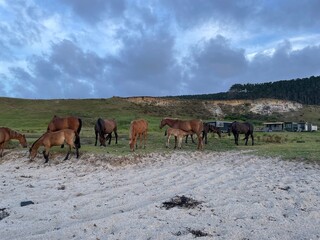 herd of horses