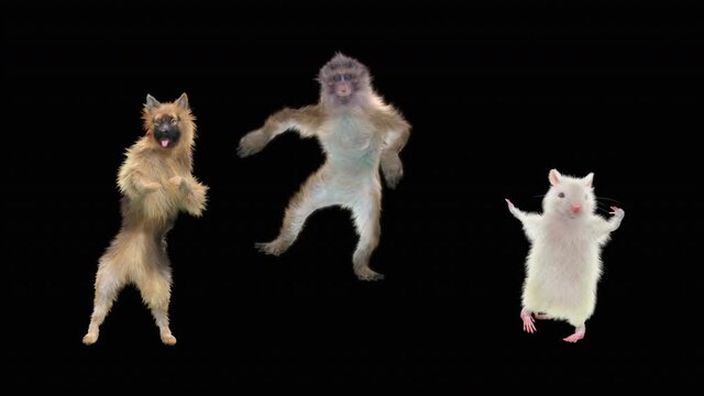 monkey and dog, Rat Dancing, 3d rendering, Animation Loop, cartoon. included in the end of the clip with Alpha matte.