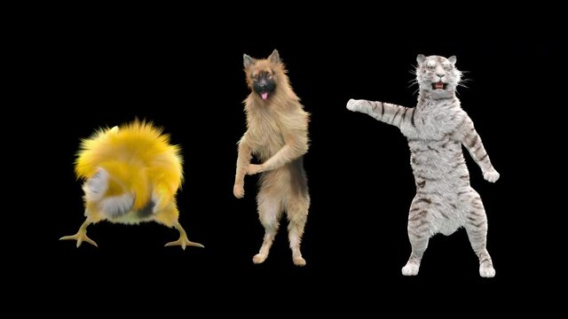 Dog and White Tiger, Chick Dancing, 3d rendering, Animation Loop, cartoon. included in the end of the clip with Alpha matte.