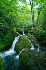 日本の森と清流03