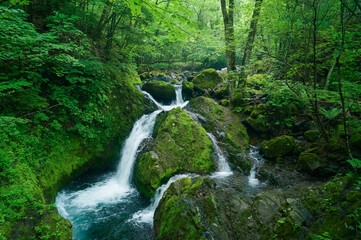 Forêt japonaise et ruisseau clair 02