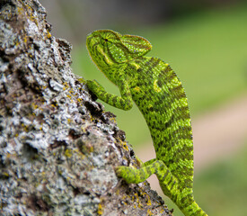 Chameleon road crossing at the forest middle of the forest