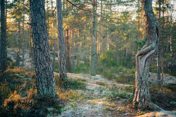 path in the forest