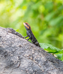 Rock agama lizard on the rock with torn skin molting process nature background