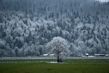 A frozen tree in a field (Ig, Central Slovenia Region)