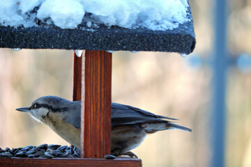 A wood nuthatch sitting inside a wooden bird feeder, blurred background
