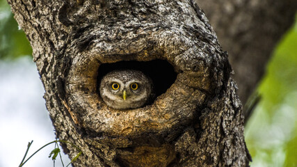 Fototapeta Close up of Spotted owlet(Athene brama) looking at us in nature on the tree obraz