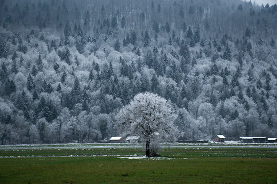 A Frozen Tree In A Field (Ig, Central Slovenia Region)