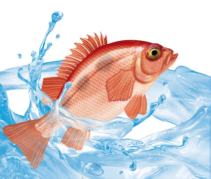 poisson, s&eacute;baste  , isol&eacute;, &eacute;vasion, p&ecirc;che, aliment, blanc, animal, frais, fruits de mer, brut, ailette, gicl&eacute;, nature, eau douce, mer, attraper, eau, fleuve, fra&icirc;cheur, sain, argent, queue